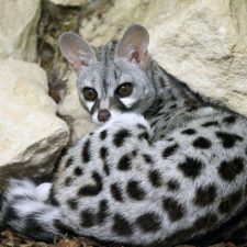 cape genet whale huys de kelders